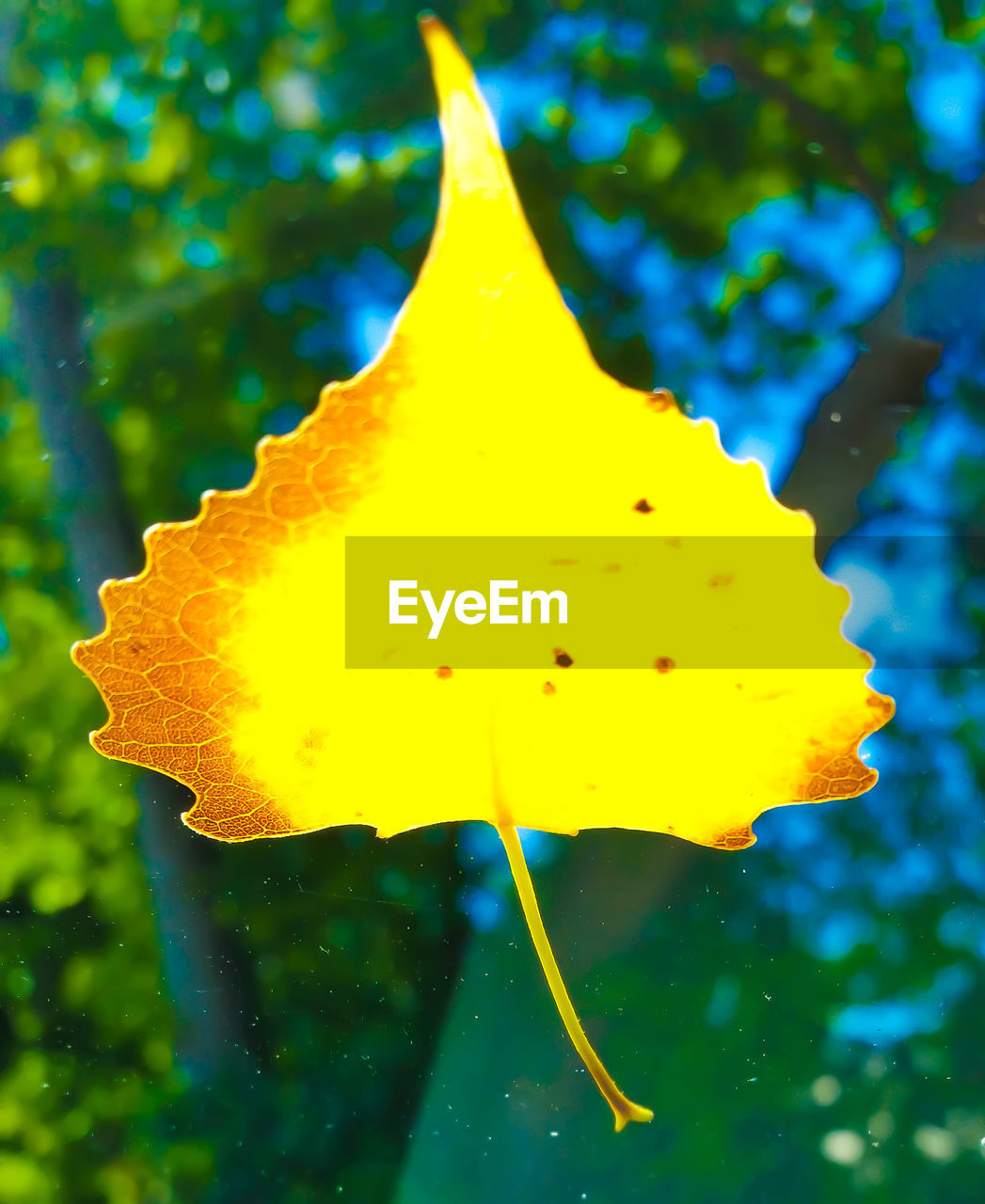 CLOSE-UP OF LEAVES AGAINST BLURRED BACKGROUND