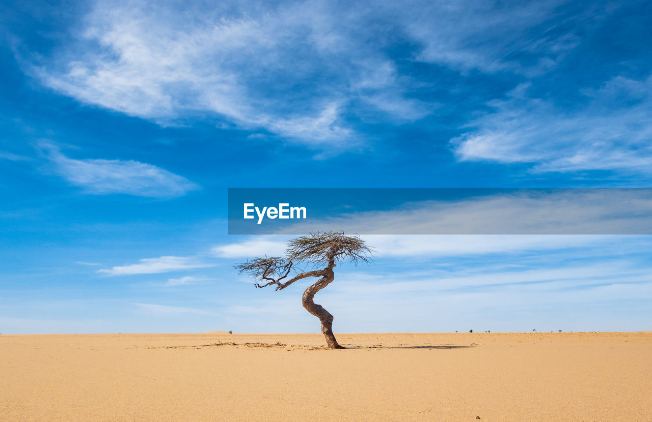 Bare tree amidst desert against sky