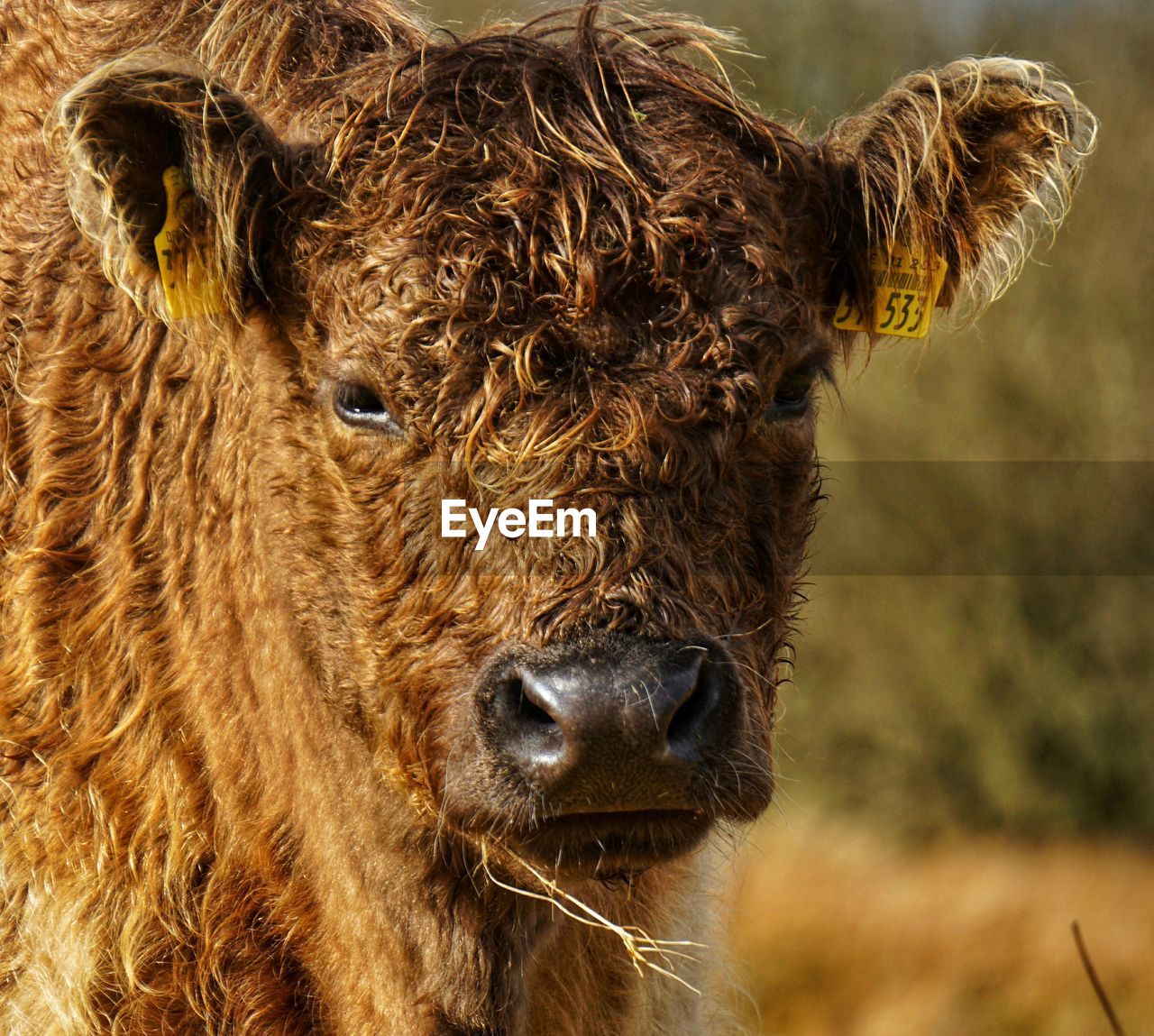 Close-up portrait of a galloway