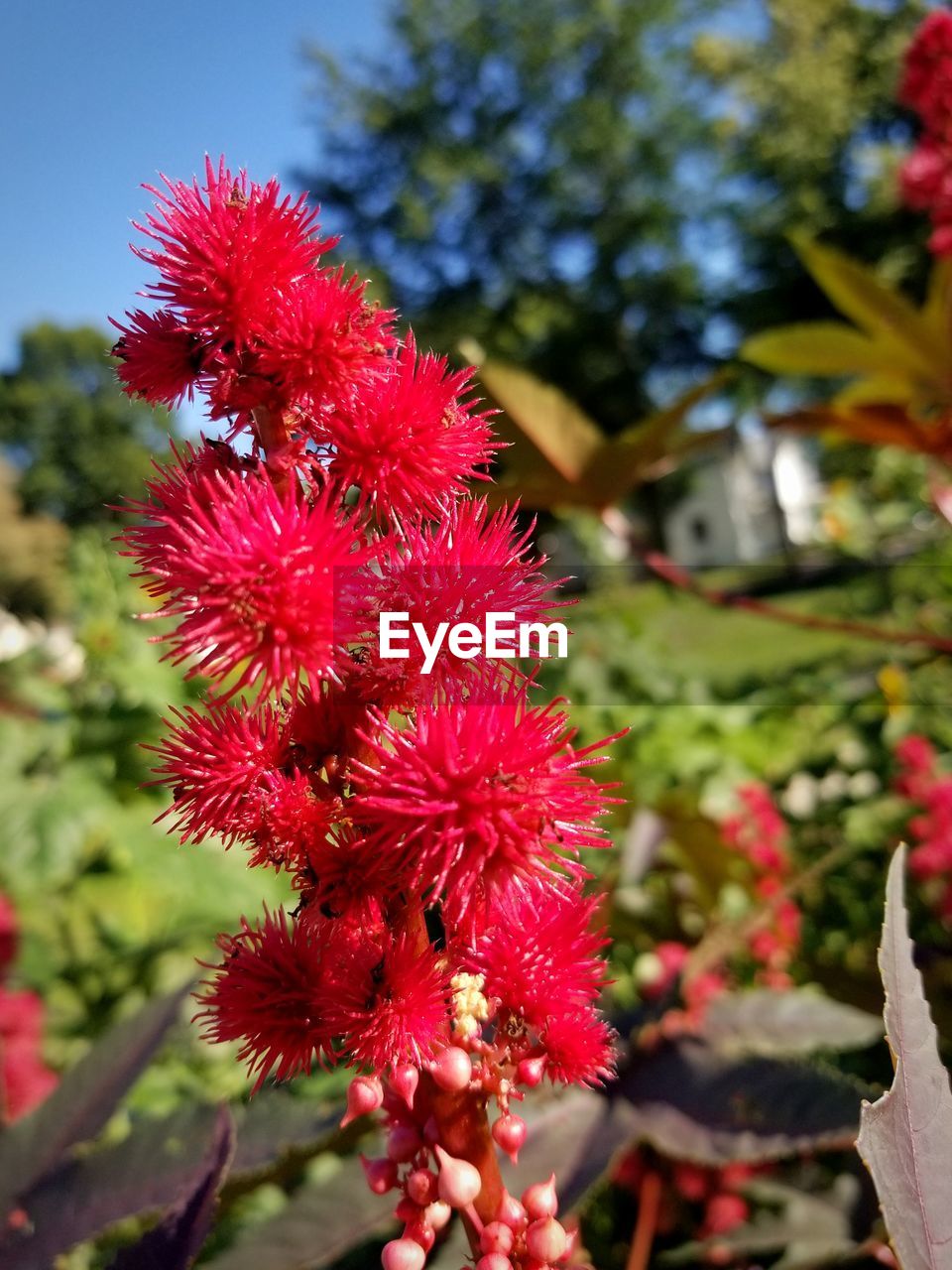 CLOSE-UP OF RED ROSE FLOWERS