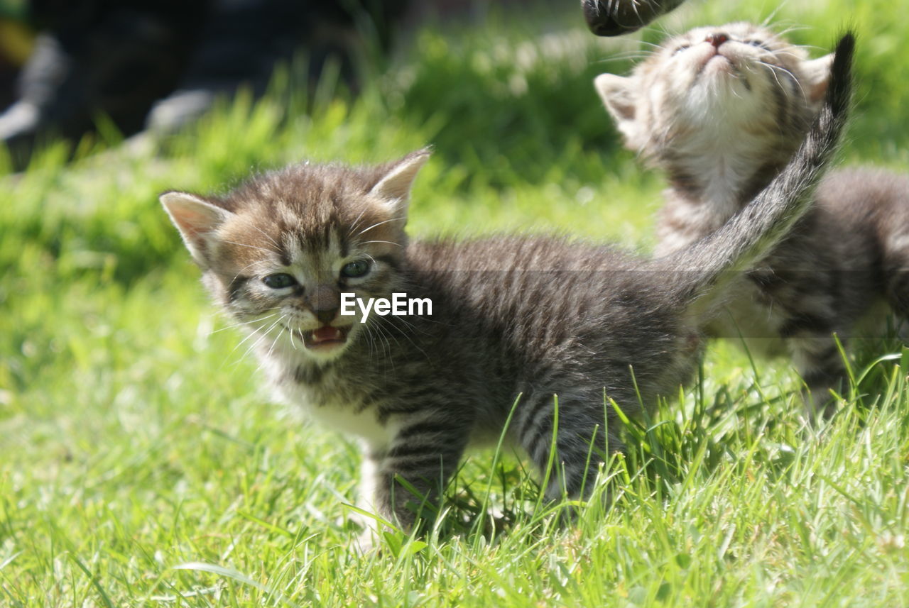 View of two cats on grass