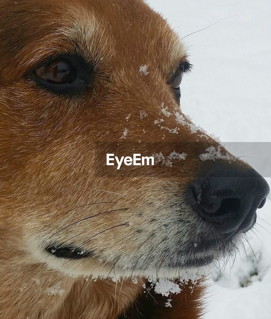 Close-up portrait of an animal