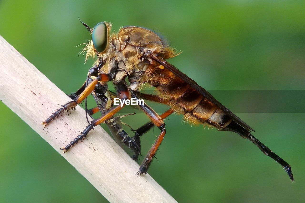 CLOSE-UP OF INSECT PERCHING ON WOODEN POST