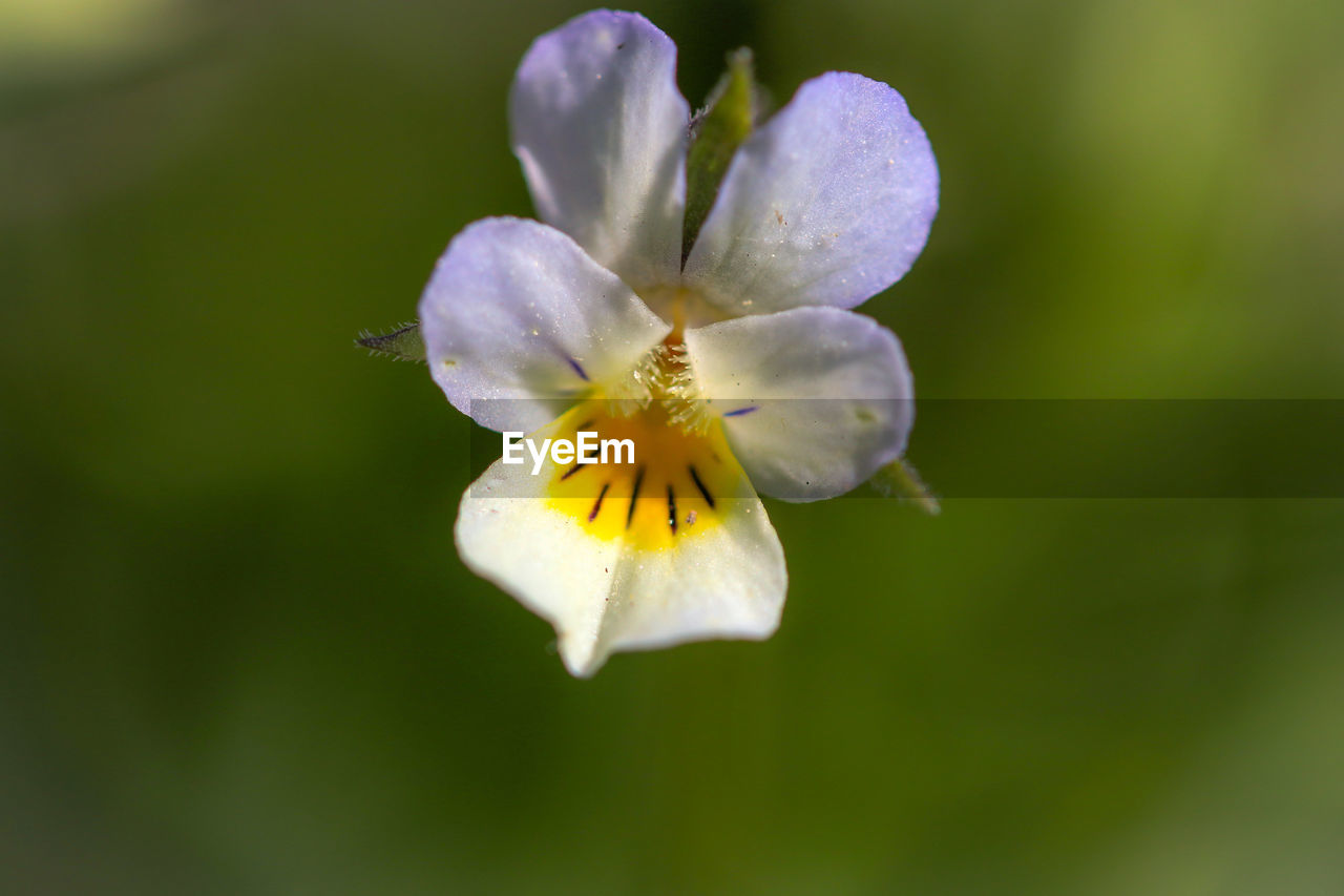 CLOSE-UP OF WHITE FLOWER