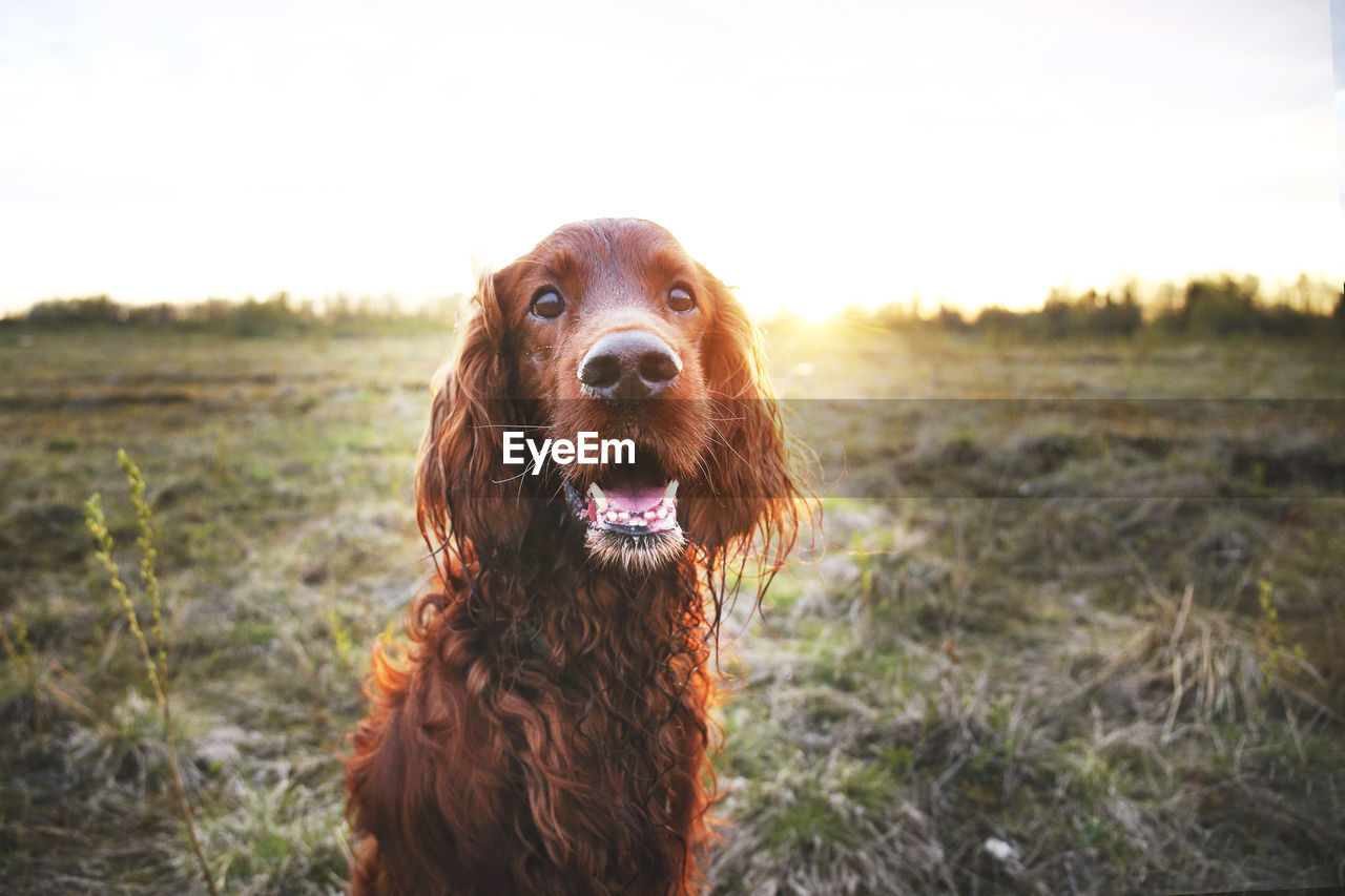 PORTRAIT OF DOG LOOKING AWAY ON FIELD