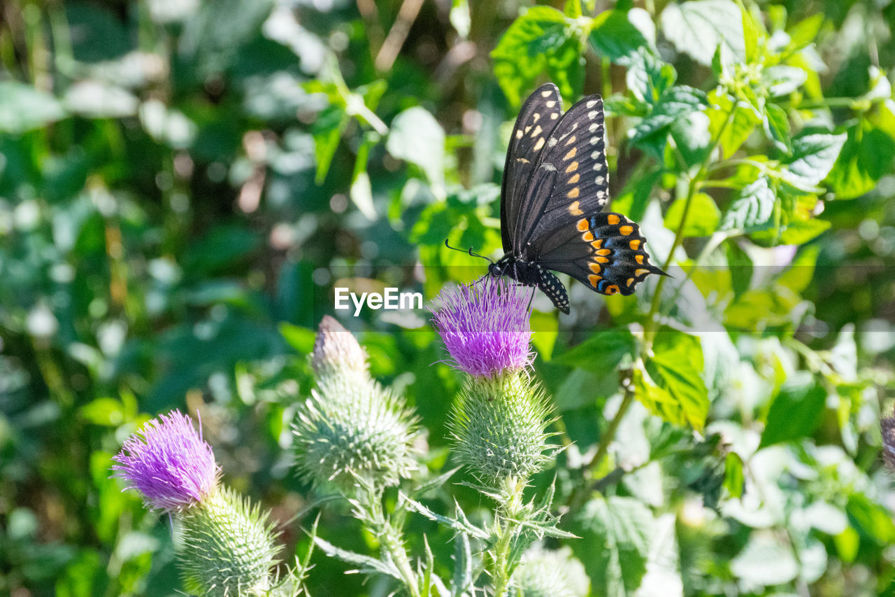 Close-up of butterfly pollinating on flower