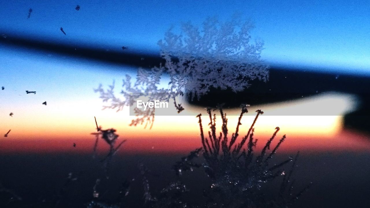 CLOSE-UP OF FROZEN TREE AGAINST SKY DURING SUNSET