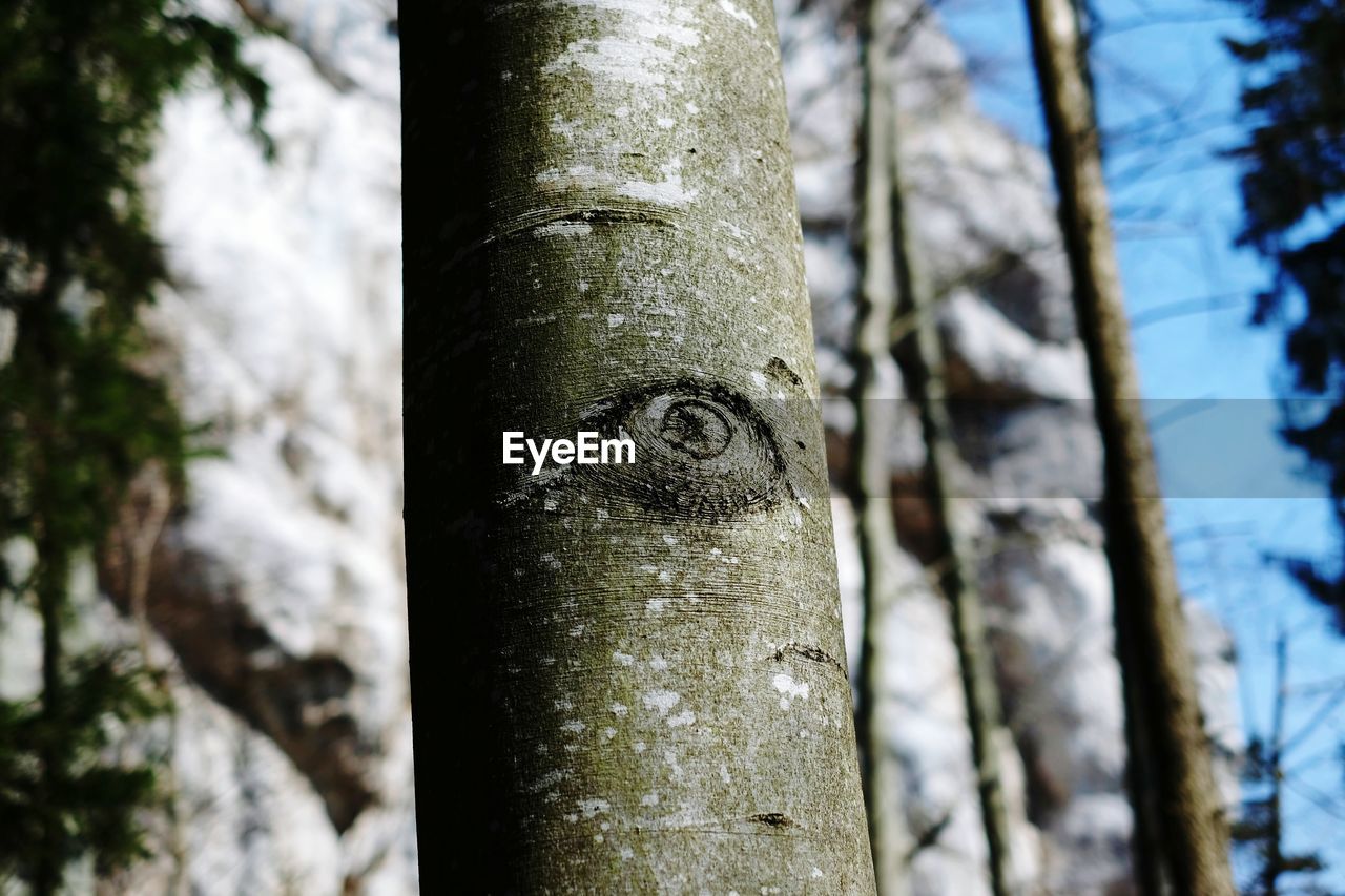 Low angle view of eye pattern on tree trunk in forest