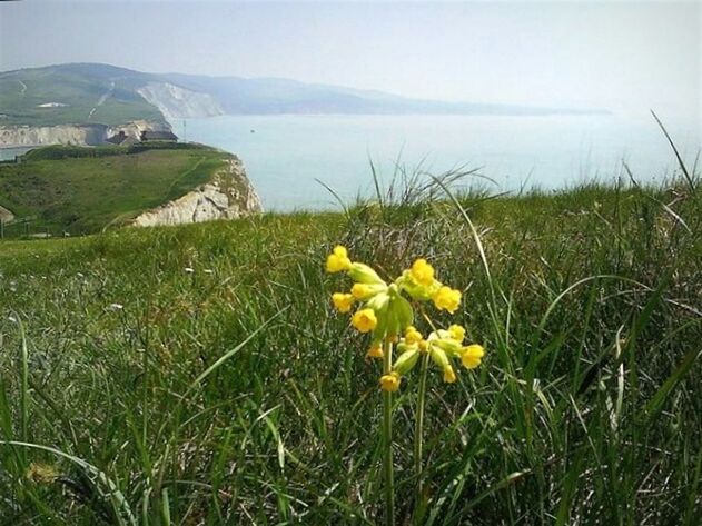 CLOSE-UP OF YELLOW FLOWERS ON GRASS BY SEA