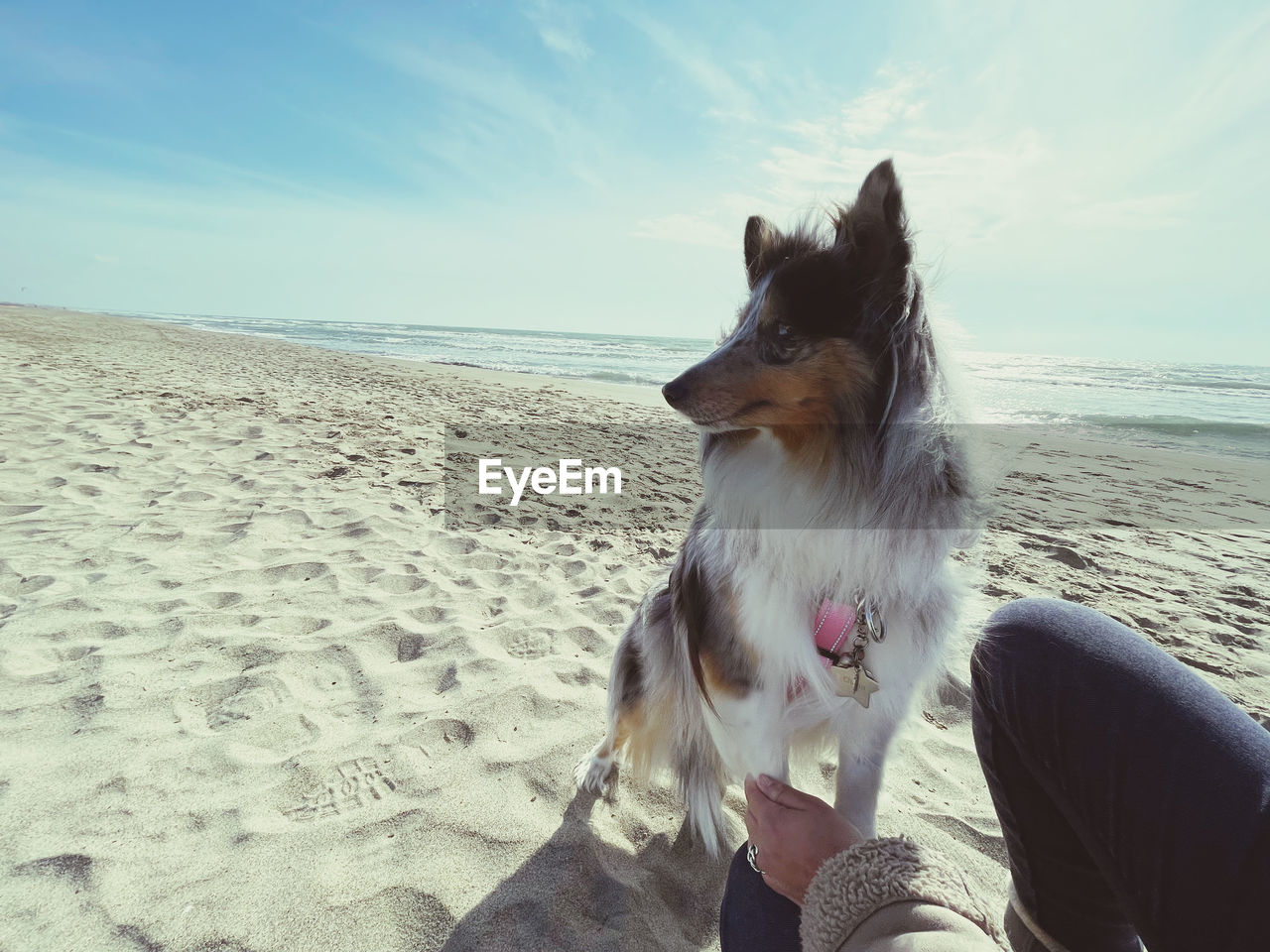 pet, one animal, animal, domestic animals, mammal, animal themes, beach, land, dog, canine, sea, sky, sand, water, nature, horizon over water, horizon, day, sunlight, sitting, relaxation, looking, beauty in nature, outdoors, scenics - nature, leisure activity, one person, looking away