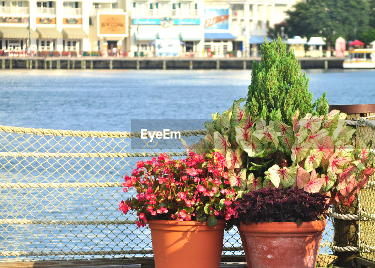 CLOSE-UP OF POTTED PLANT AGAINST SEA