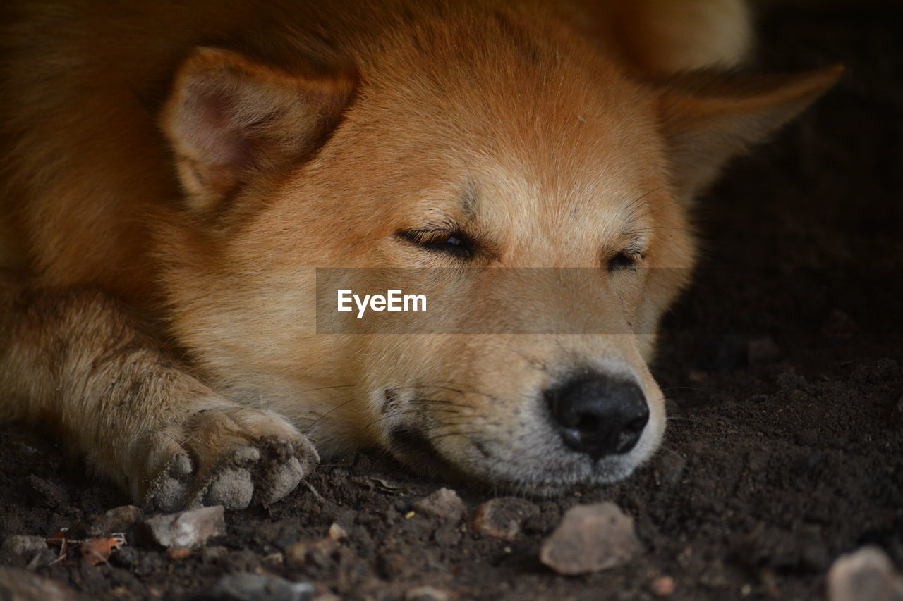 CLOSE-UP OF A DOG LYING ON GROUND