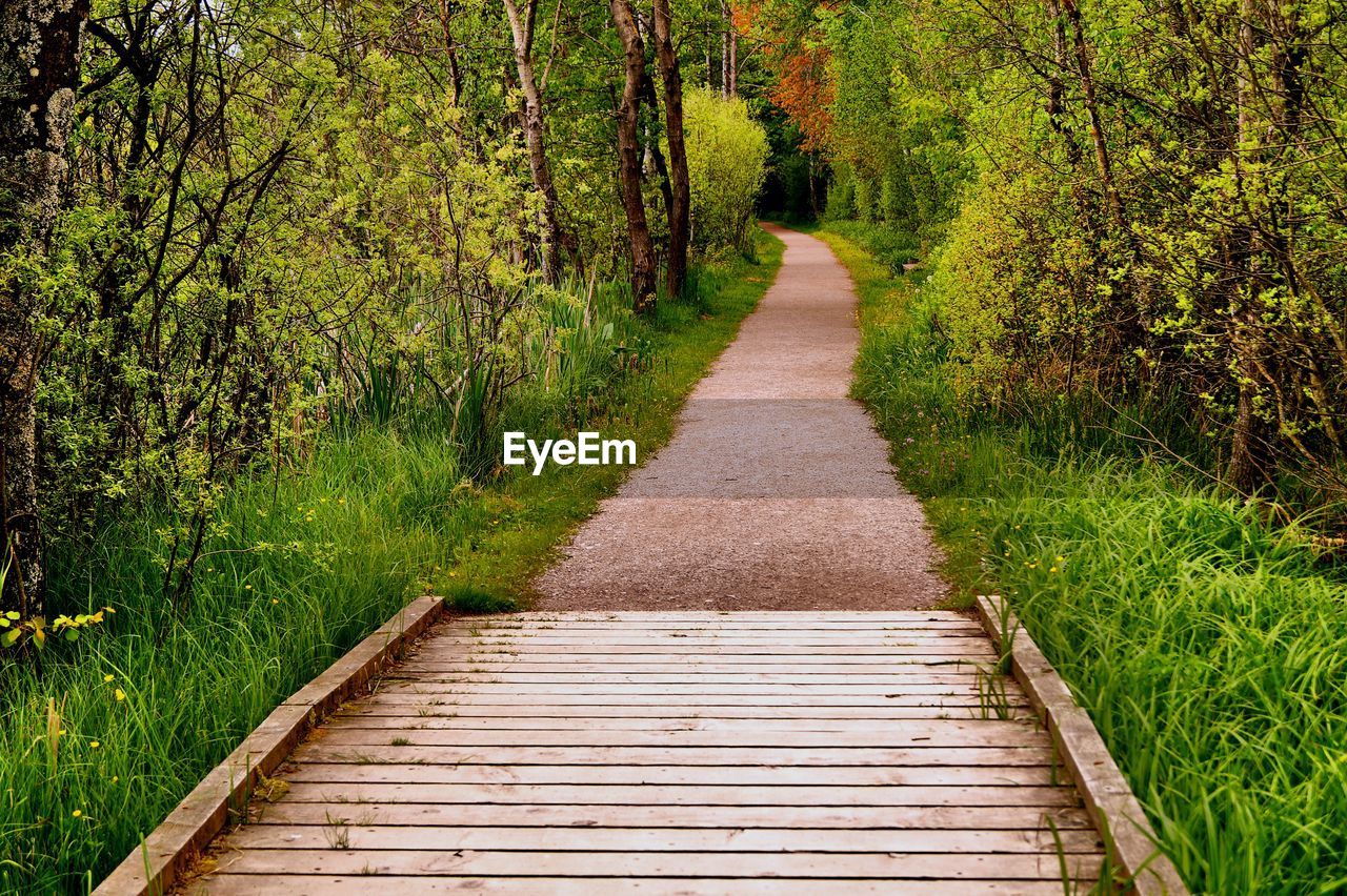 Narrow pathway along trees