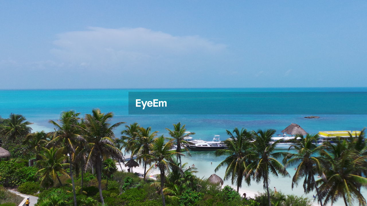 View of palm trees on beach