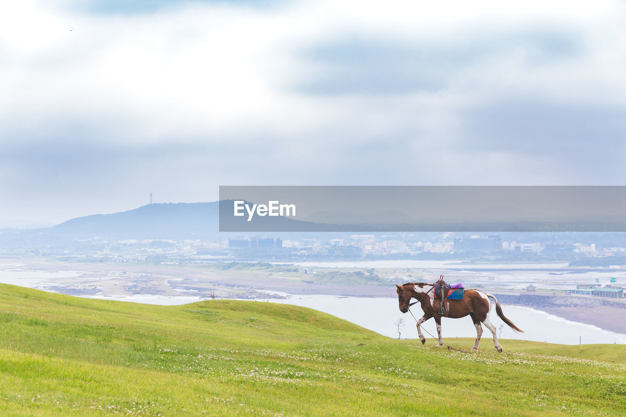 Horse on field against sky