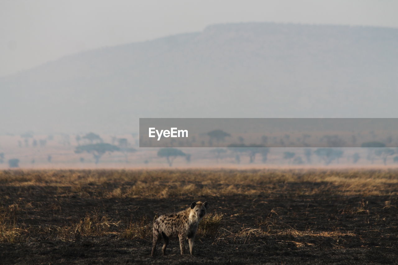 Hyena standing on field against mountain