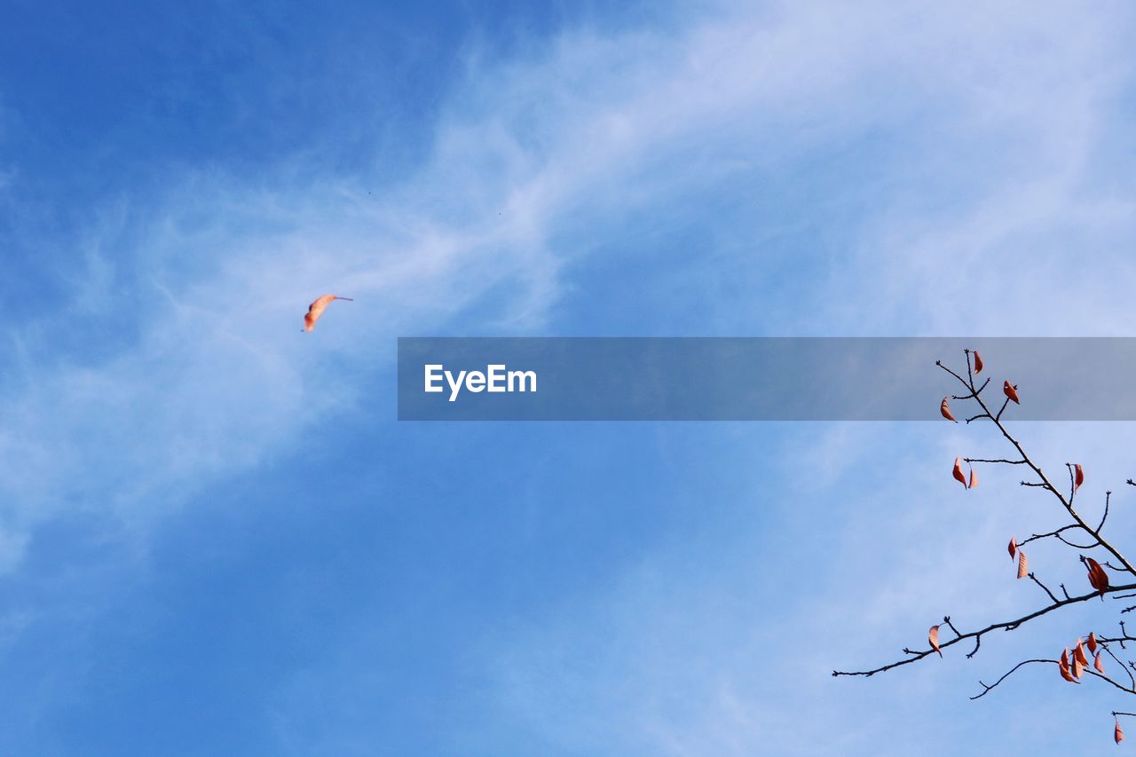 LOW ANGLE VIEW OF BIRD FLYING AGAINST SKY