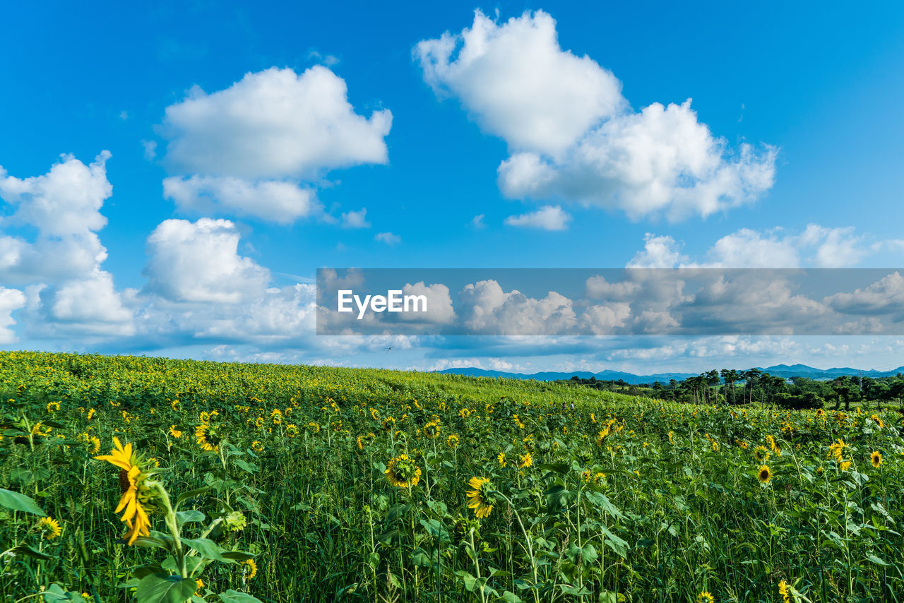 Scenic view of field against blue sky