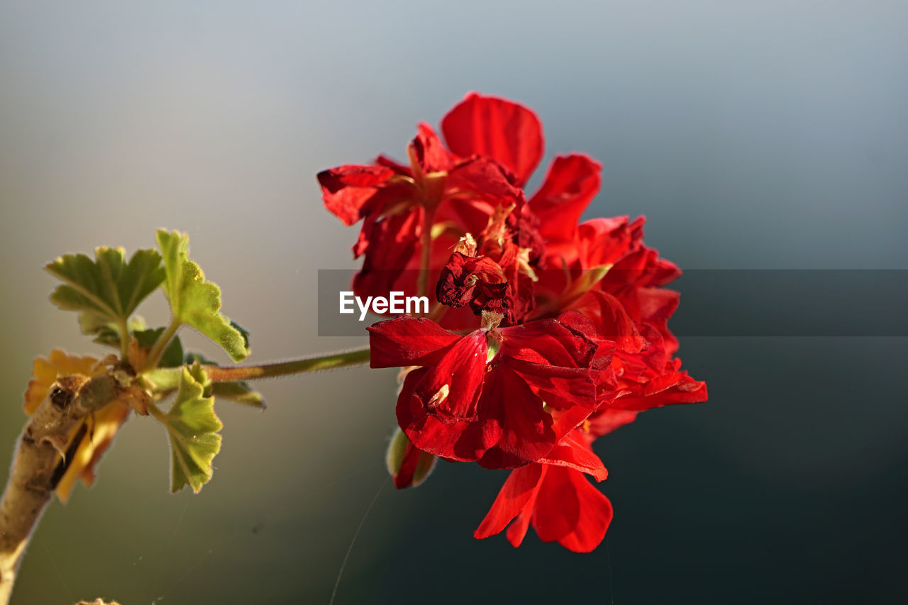 CLOSE-UP OF RED FLOWERING PLANT AGAINST BLURRED BACKGROUND