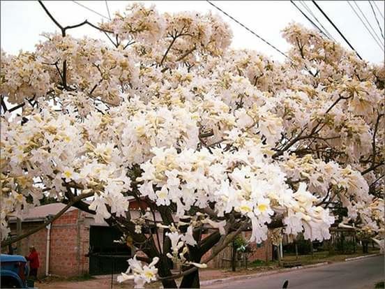 WHITE FLOWERS BLOOMING ON TREE