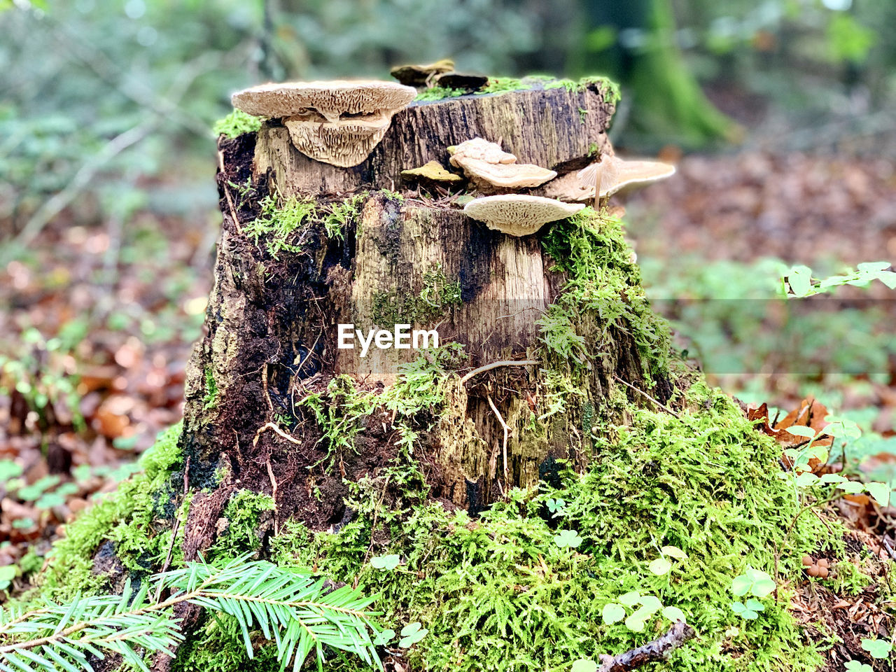 CLOSE-UP OF MUSHROOM GROWING ON TREE TRUNK