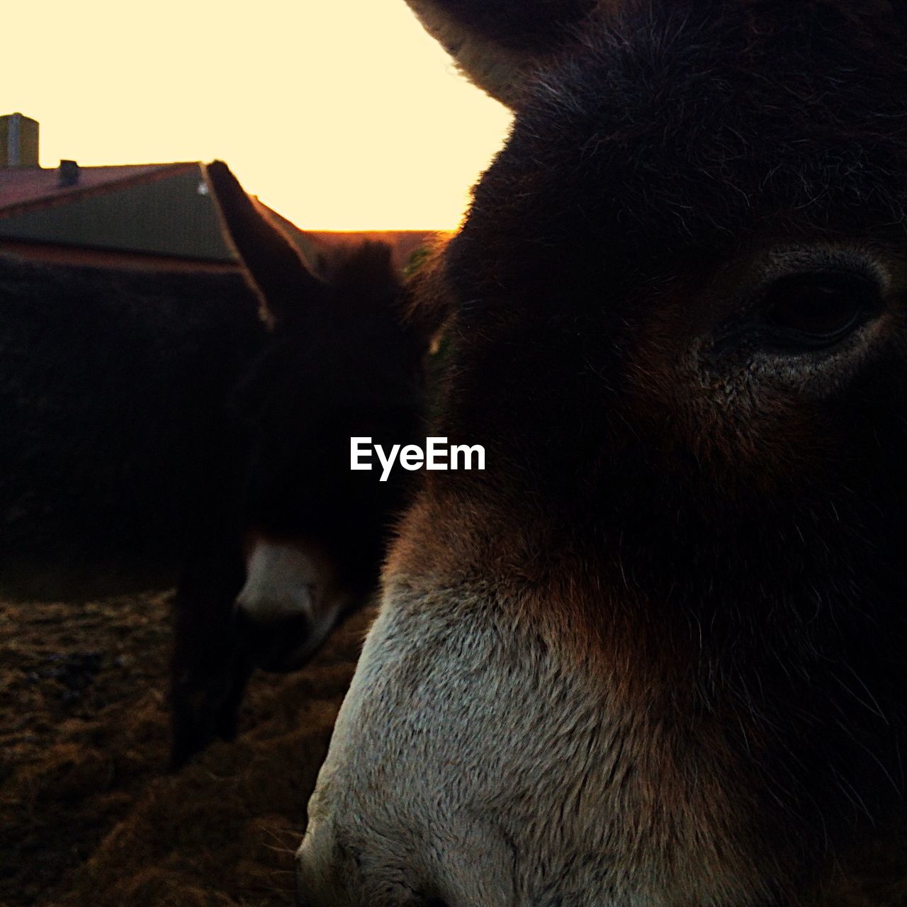 Close-up of donkeys