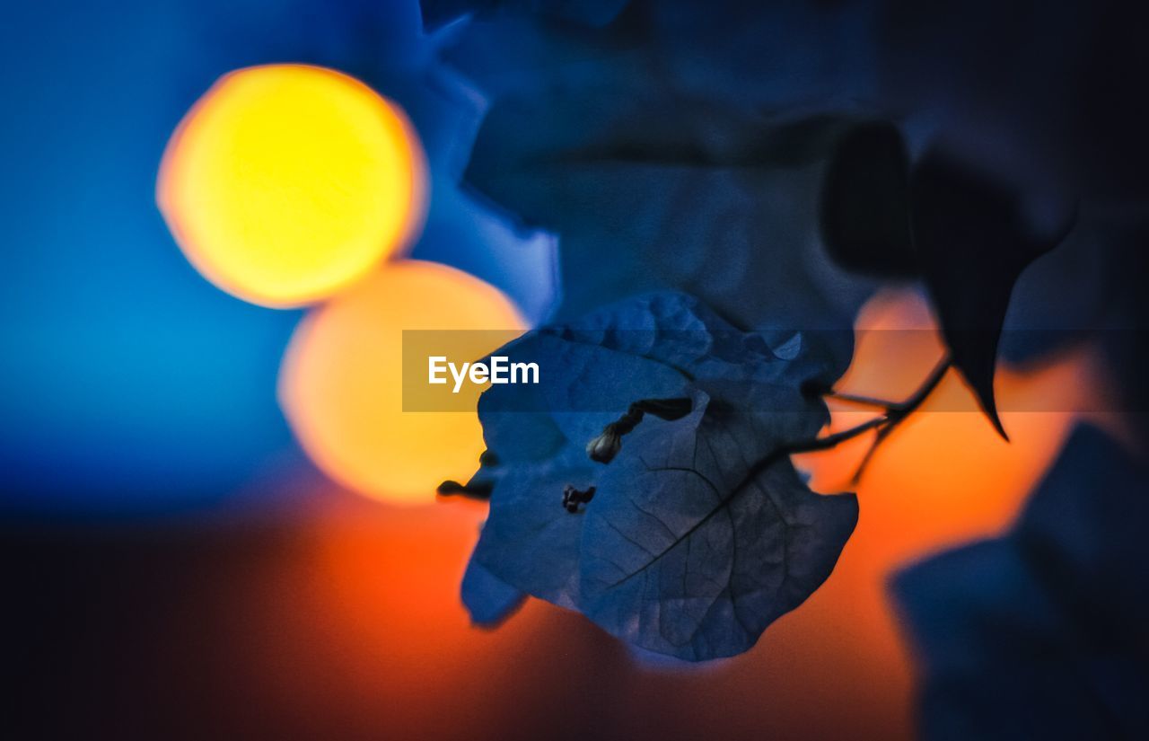 Close-up of leaf on tree