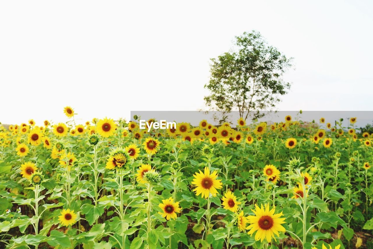 SUNFLOWERS GROWING IN FIELD