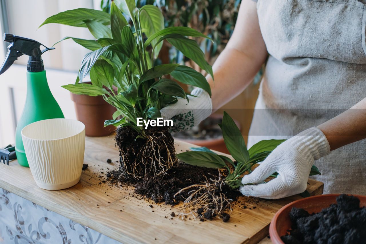 MIDSECTION OF WOMAN WITH POTTED PLANT ON TABLE