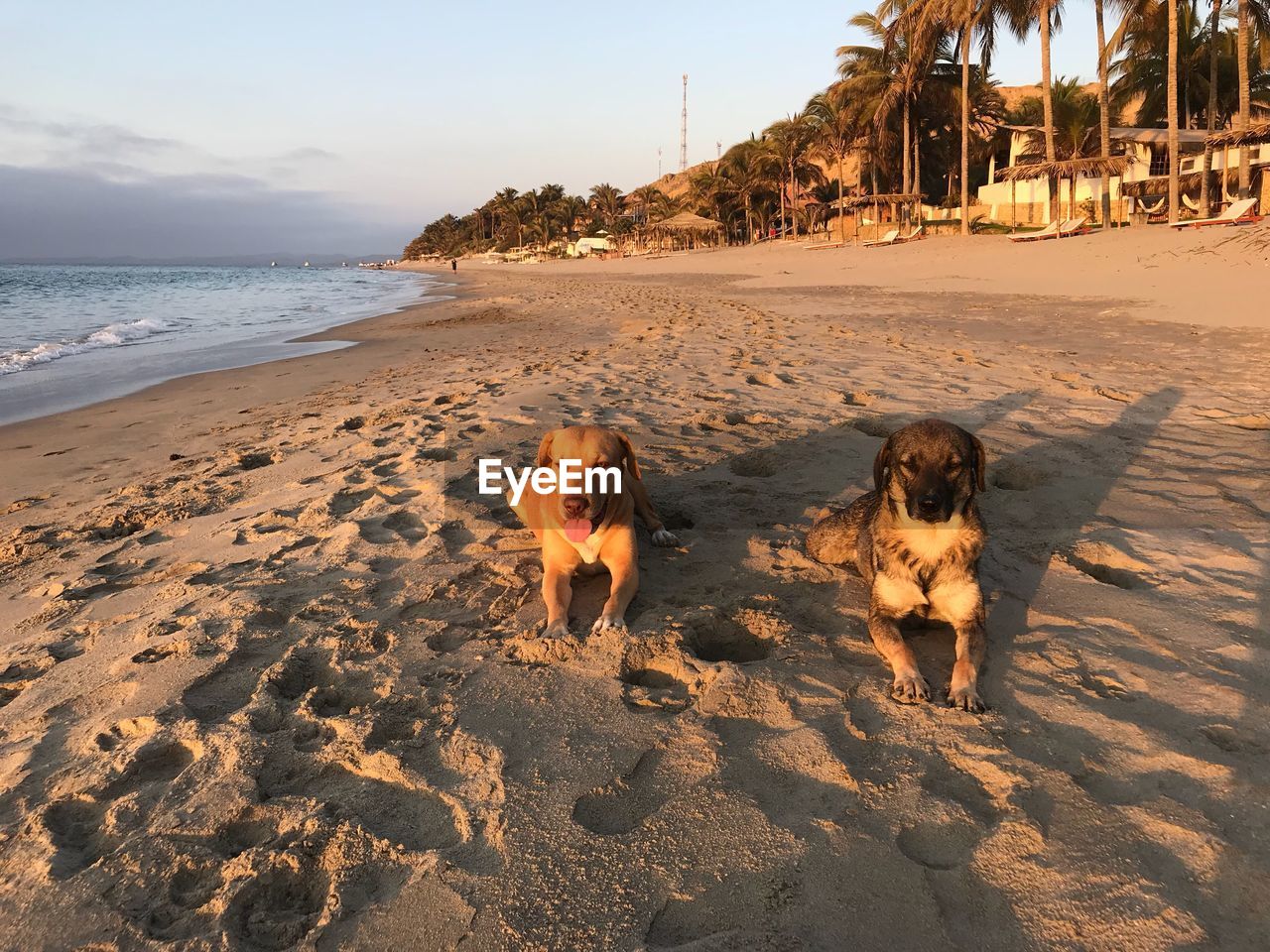 Dog on beach