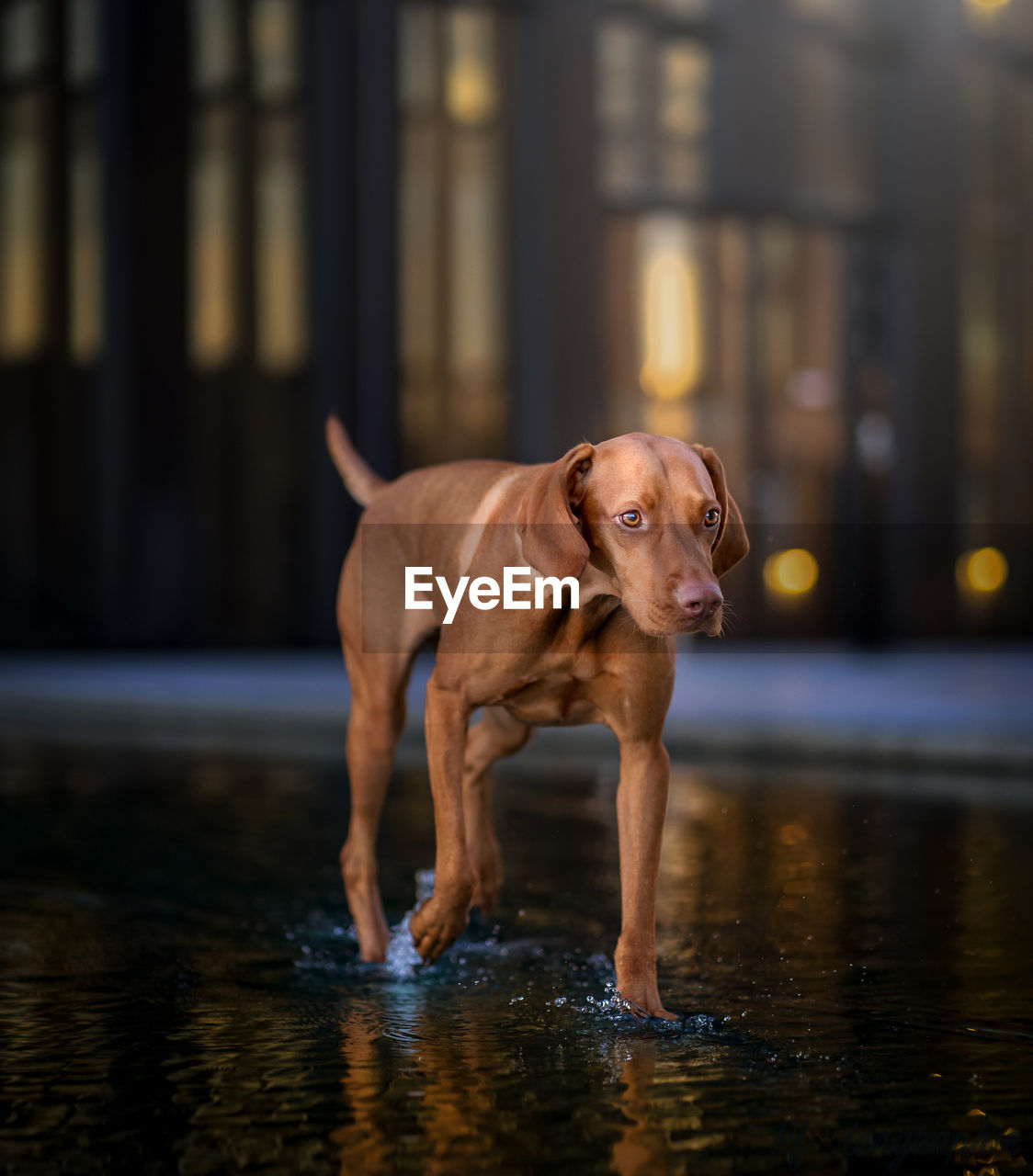 Portrait of dog standing in water