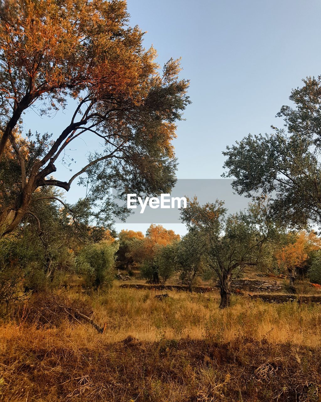 View of trees on landscape against clear sky