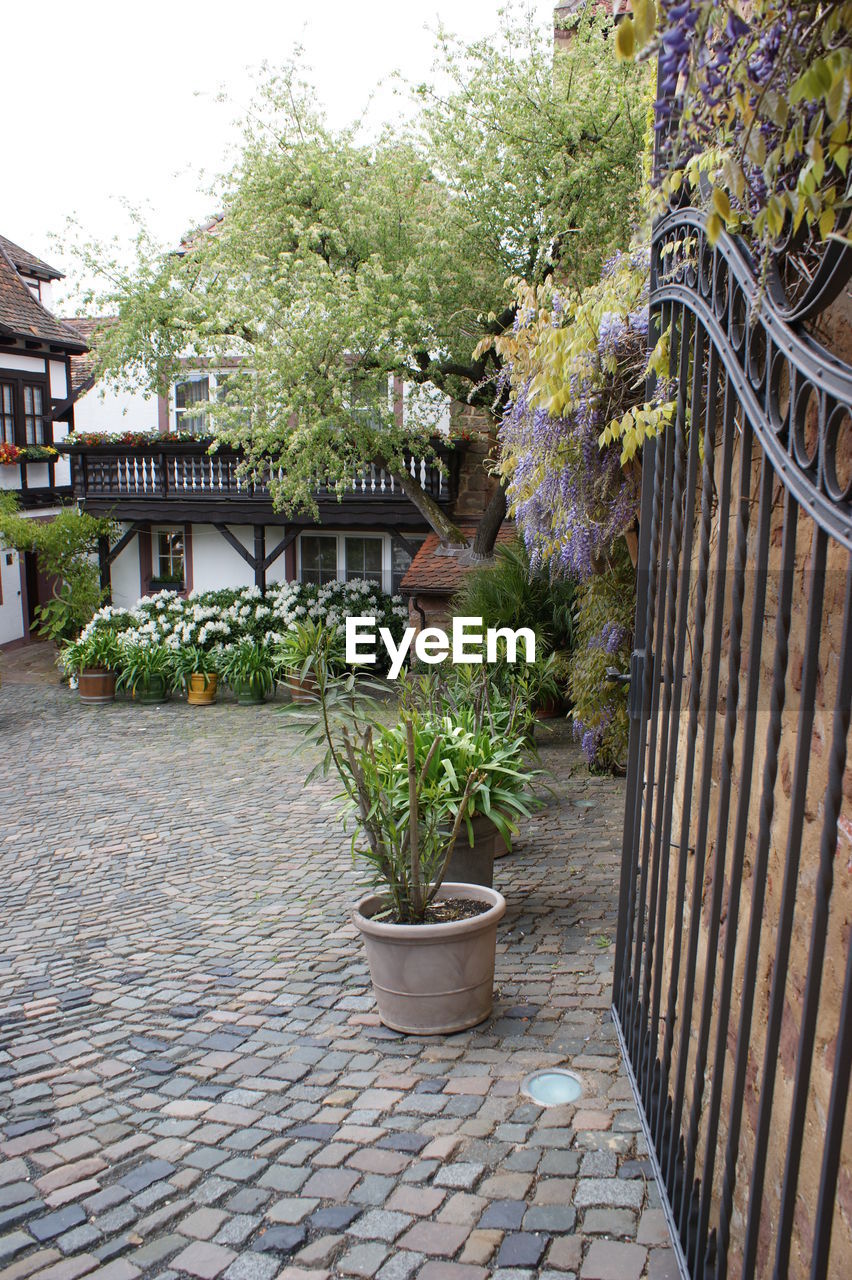 VIEW OF POTTED PLANTS ON THE WALL