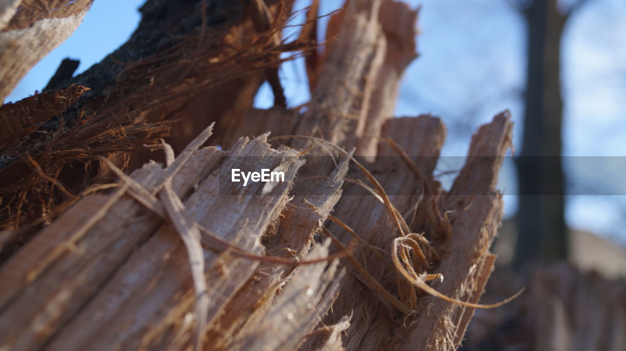 CLOSE-UP OF INSECT ON WOOD