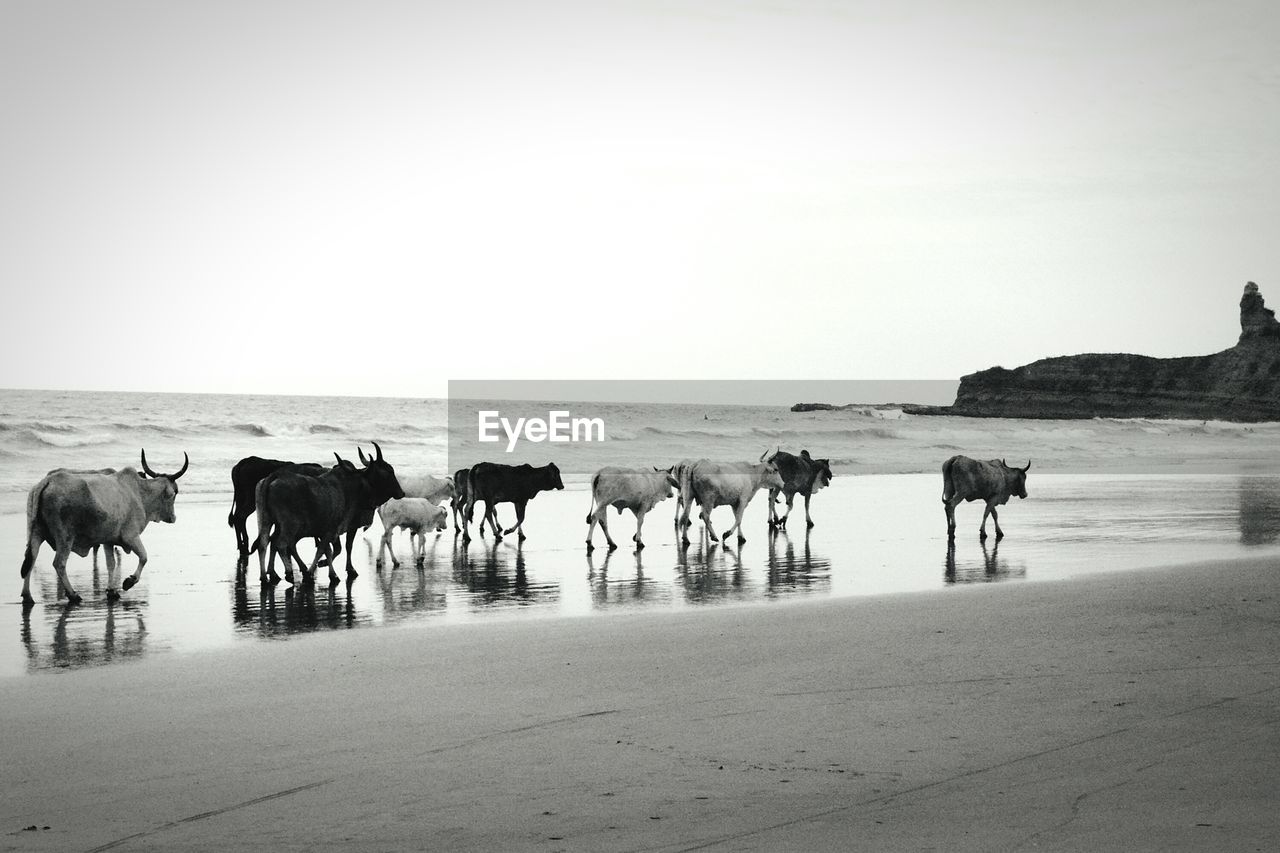 Cows on beach against clear sky