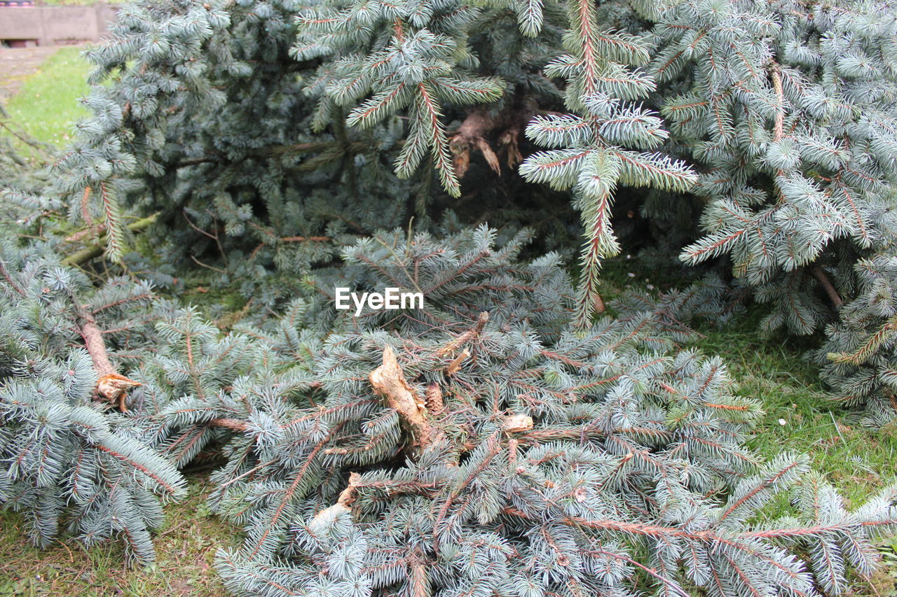 HIGH ANGLE VIEW OF SNOW ON TREE