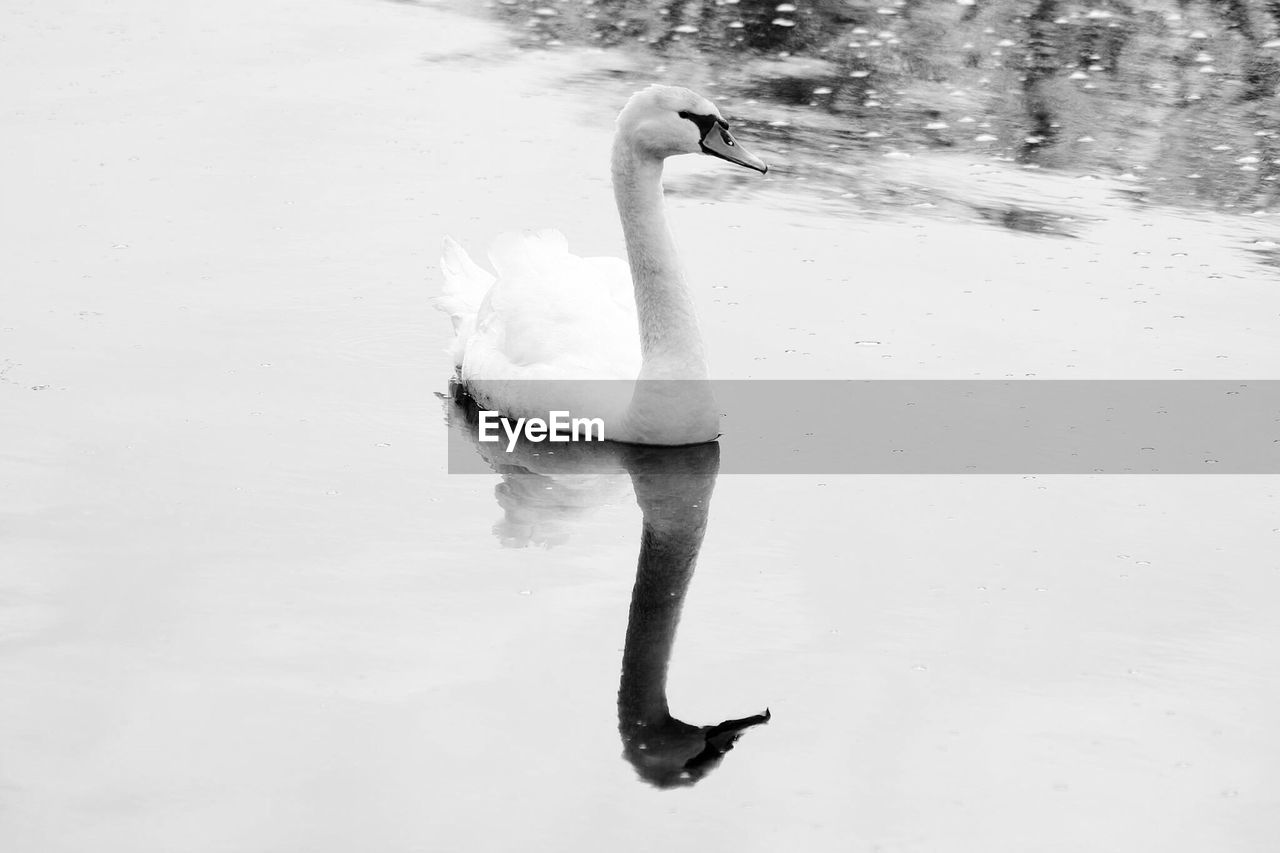 HIGH ANGLE VIEW OF WHITE BIRD ON SNOW