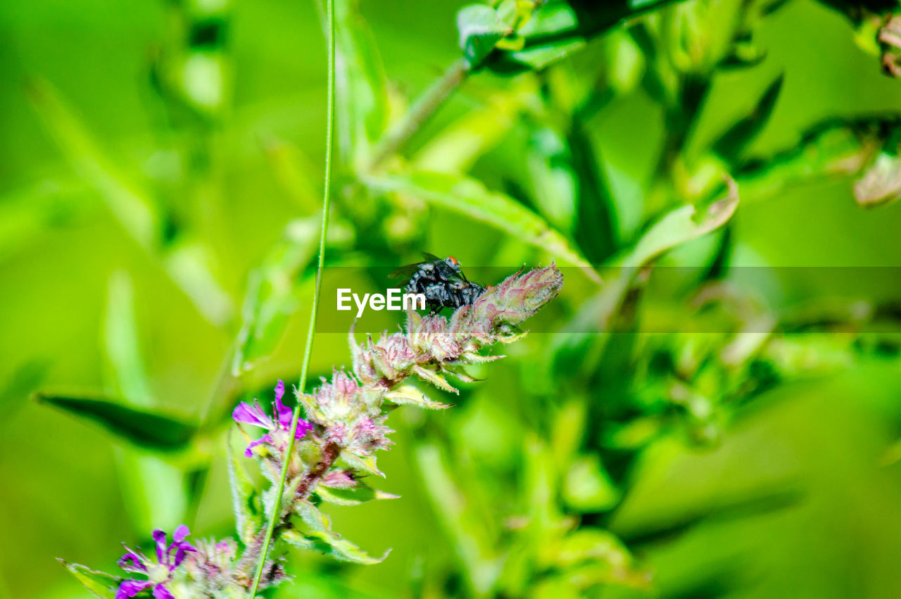 Close-up of insect on purple flower