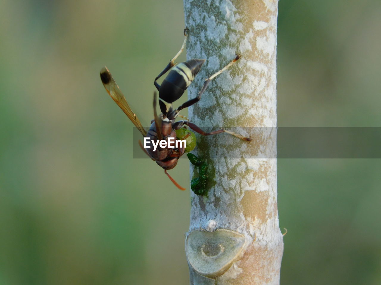 CLOSE-UP OF INSECT ON STEM