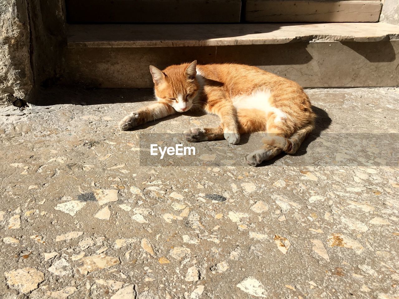 High angle view of stray ginger cat lying on footpath by building