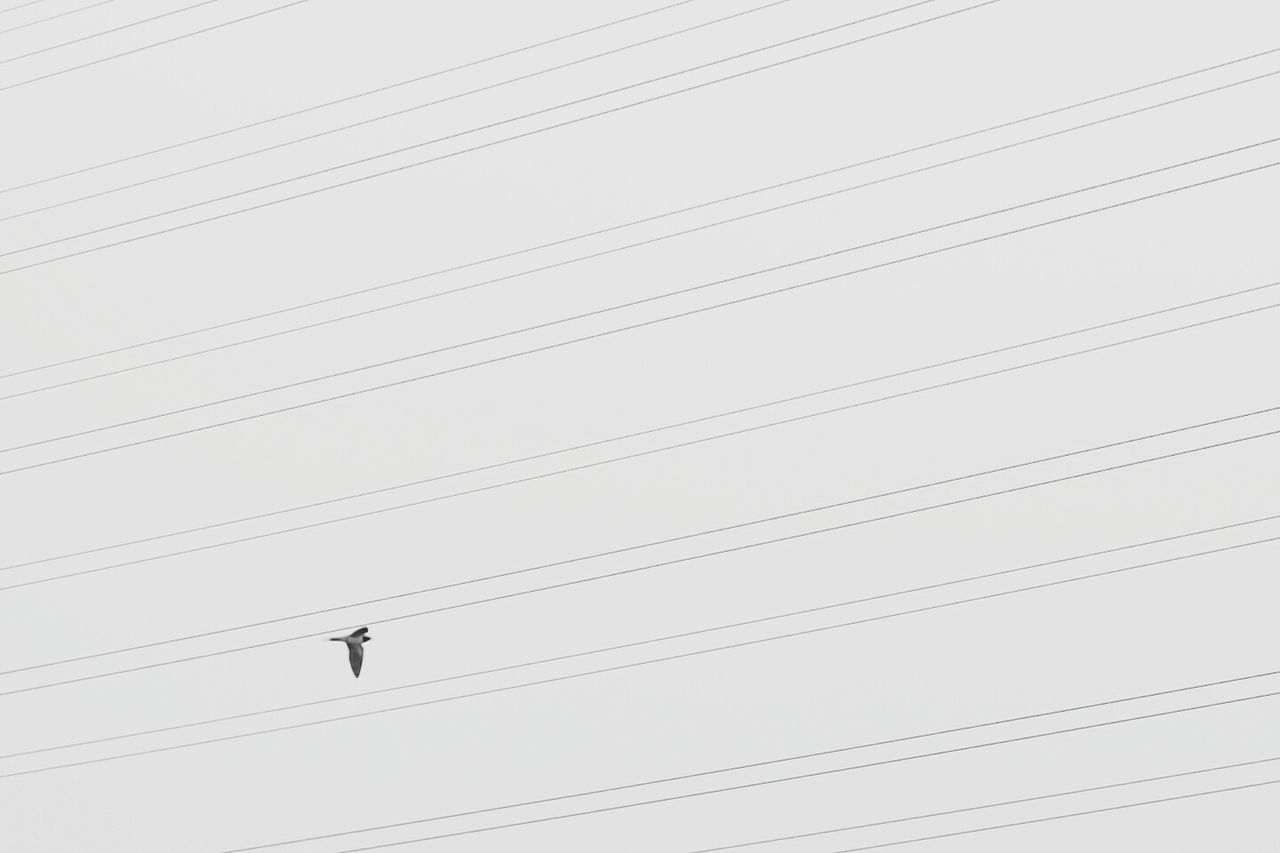 Low angle view of bird flying over electricity cables against clear sky