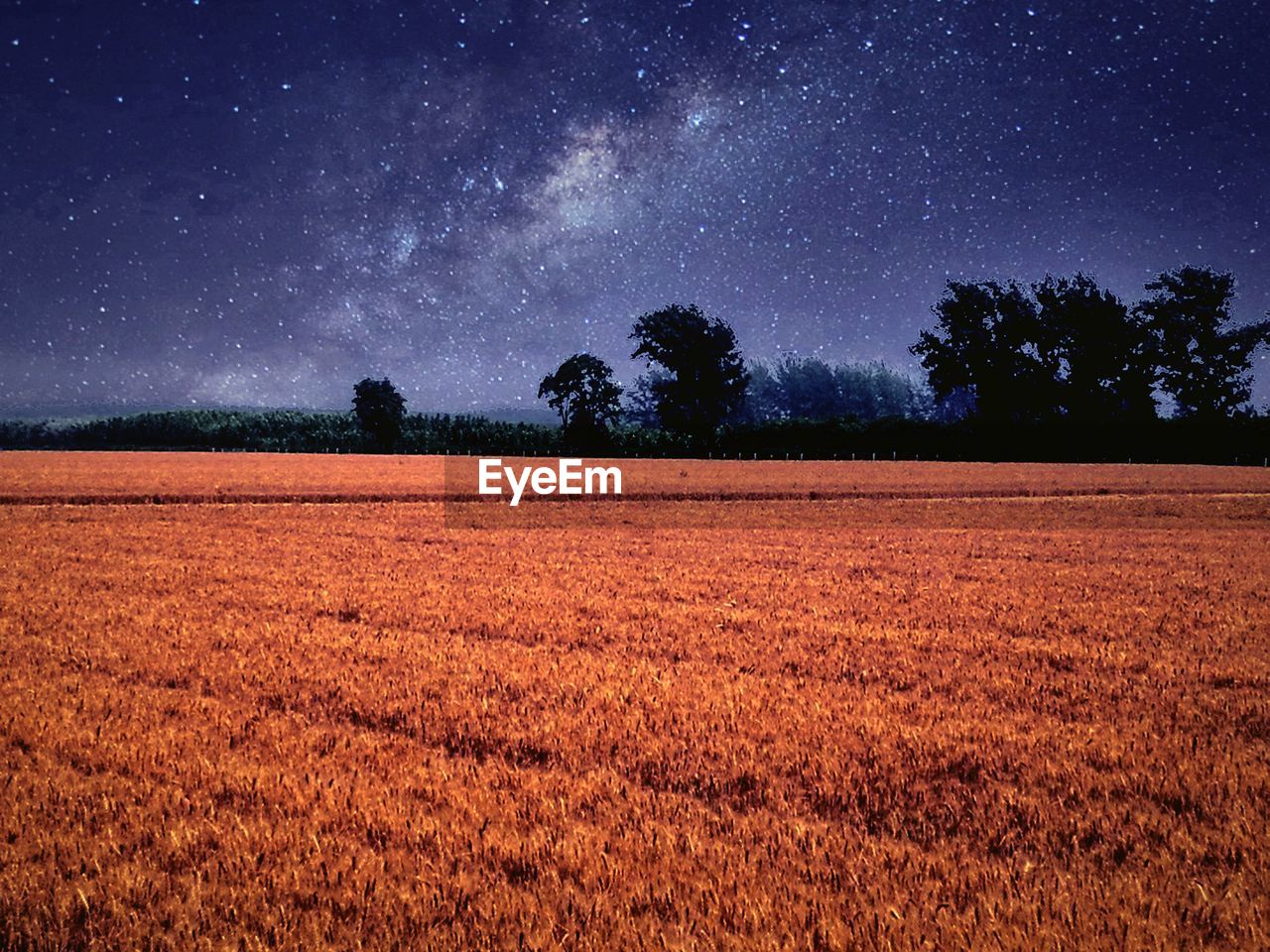 TREES ON FIELD AT NIGHT