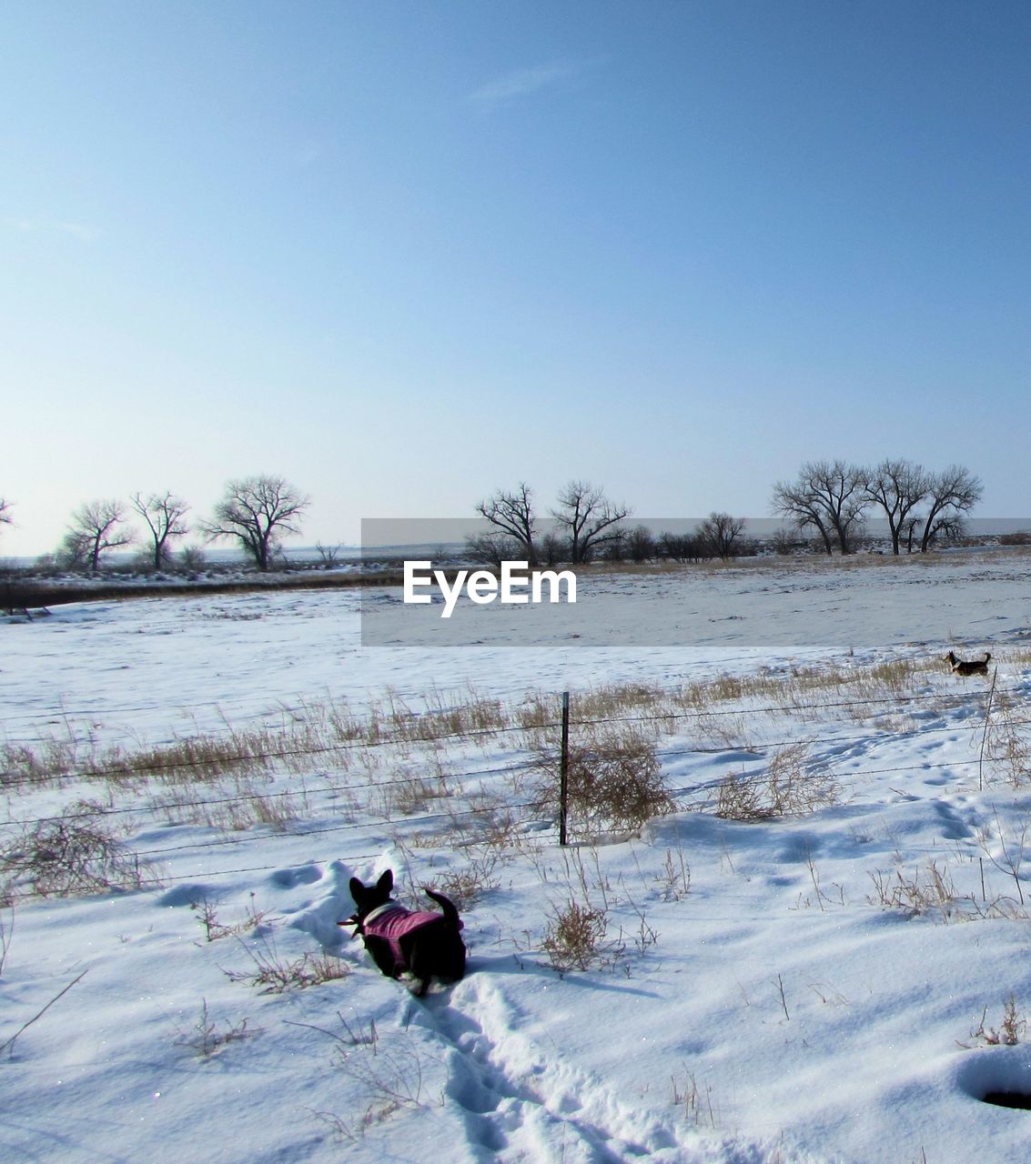 High angle view of pembroke welsh corgi on snow covered field against sky