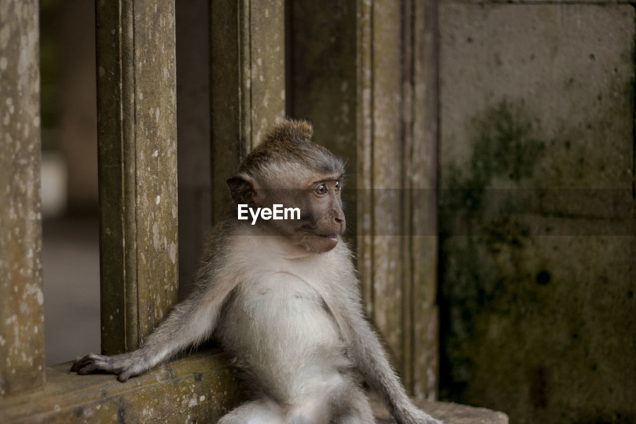 Close-up of monkey sitting by wood