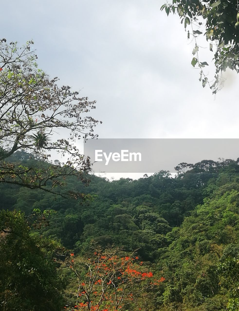 LOW ANGLE VIEW OF TREES AND PLANTS GROWING AGAINST SKY