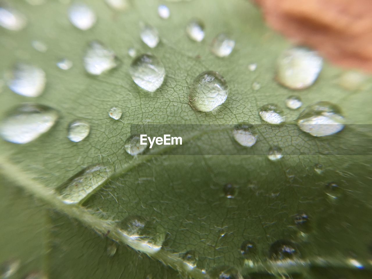 WATER DROPS ON LEAVES