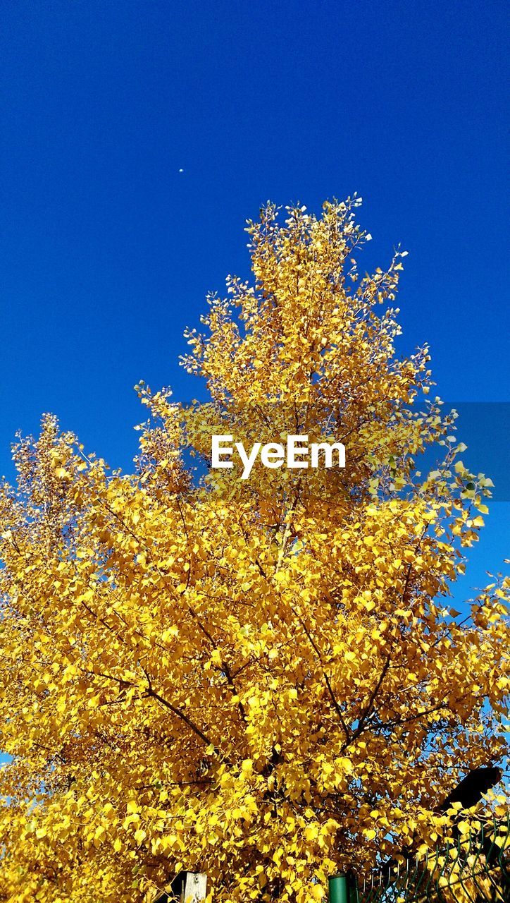 Low angle view of tree growing against clear blue sky during autumn