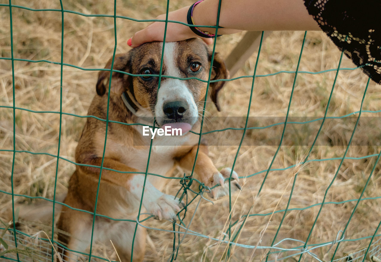 Female hand petting and touching a dog behind a fence - dog adoption concept - with tongue out