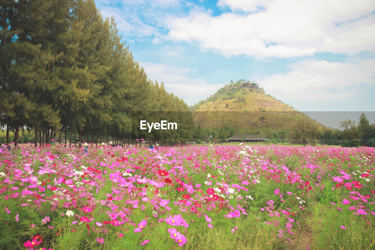 Pink flowering plants on field against sky