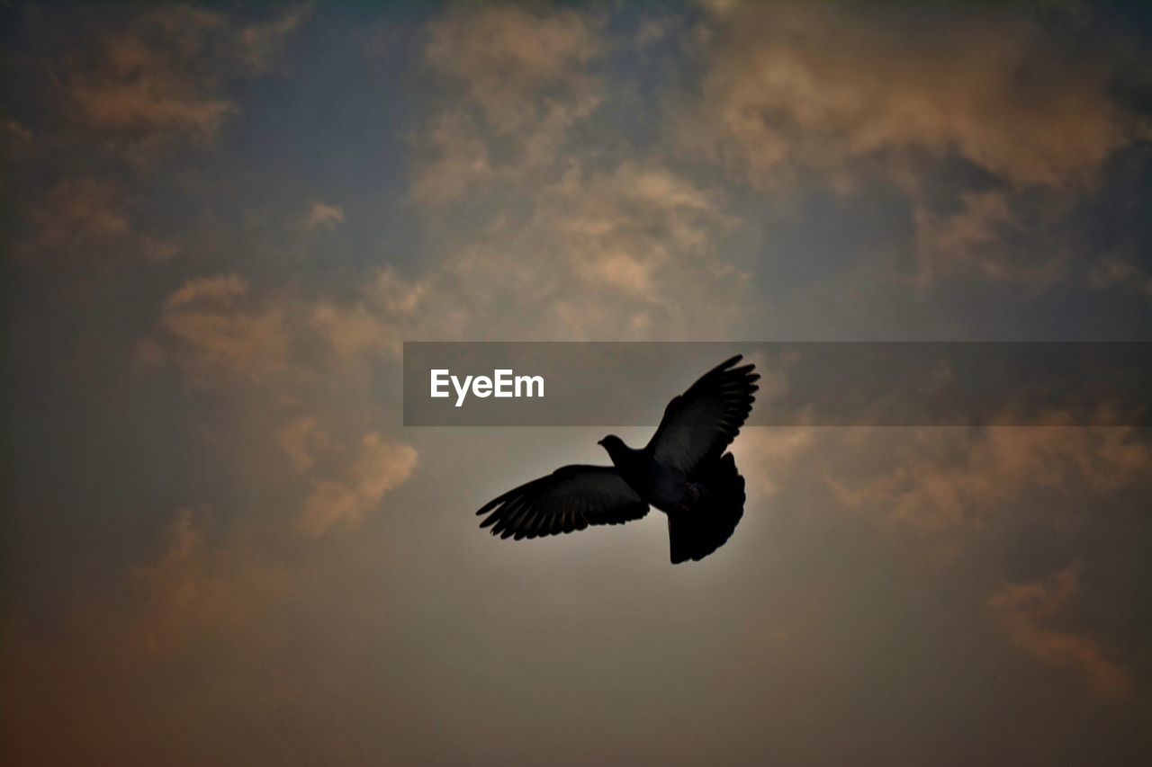 BIRDS FLYING AGAINST SKY